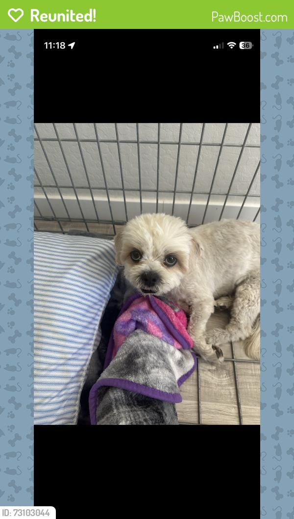 Reunited Male Dog last seen Sundance Park, Buckeye, AZ 85326