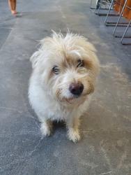 Reunited Female Dog last seen Near Vandermere ct. Kingwood, TX 77345, Houston, TX 77345