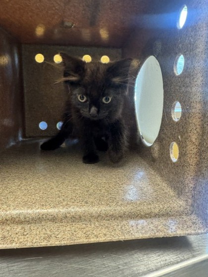 Shelter Stray Female Cat last seen Harvey, 75150, TX, 1650 Gross Rd, Mesquite, TX 75149, USA