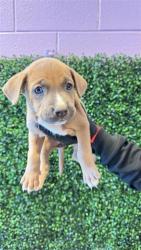 Shelter Stray Female Dog last seen CAPISTRANO DR, CITY of El Paso, TX, 5001 Fred Wilson Ave, El Paso, TX 79906, USA