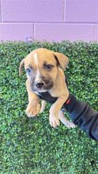 Shelter Stray Female Dog last seen CAPISTRANO DR, CITY of El Paso, TX, 5001 Fred Wilson Ave, El Paso, TX 79906, USA