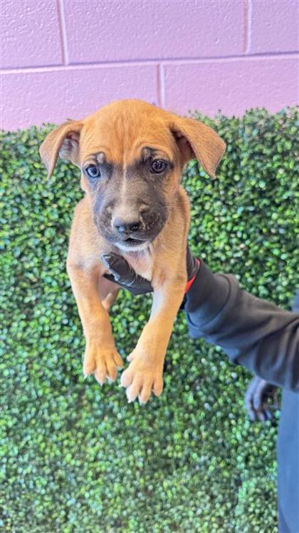 Shelter Stray Female Dog last seen CAPISTRANO DR, CITY of El Paso, TX, 5001 Fred Wilson Ave, El Paso, TX 79906, USA
