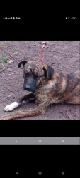 Lost Male Dog last seen Northline and littleyork, Houston, TX 77076