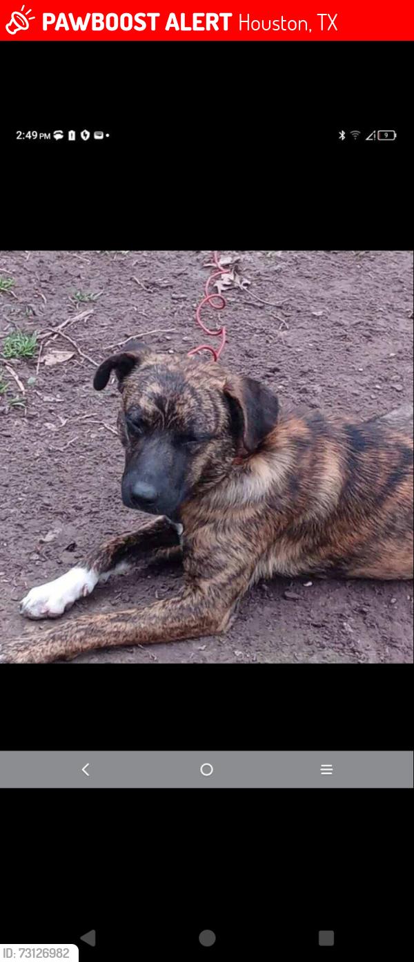 Lost Male Dog last seen Northline and littleyork, Houston, TX 77076