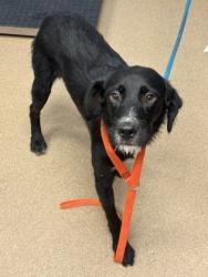 Shelter Stray Male Dog last seen Near Paula CT, 30038, GA, 3280 Chamblee Dunwoody Rd, Chamblee, GA 30341, USA