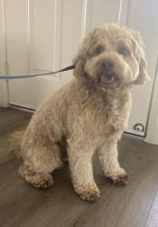 Reunited Male Dog last seen Carancho road, Temecula, CA 92590