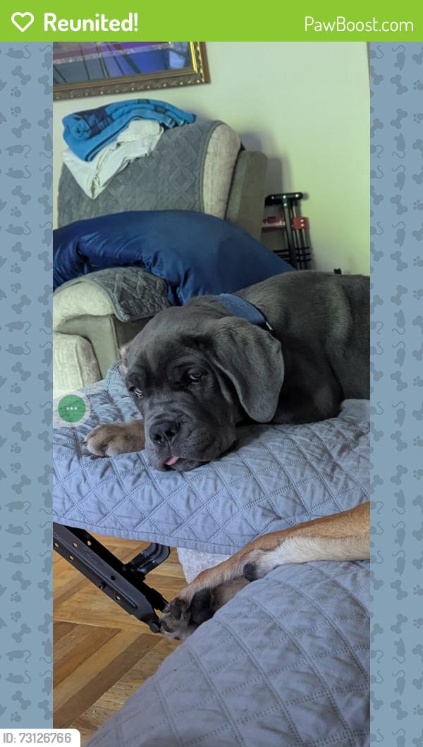Reunited Female Dog last seen Near strahle terrace, Philadelphia, PA 19111