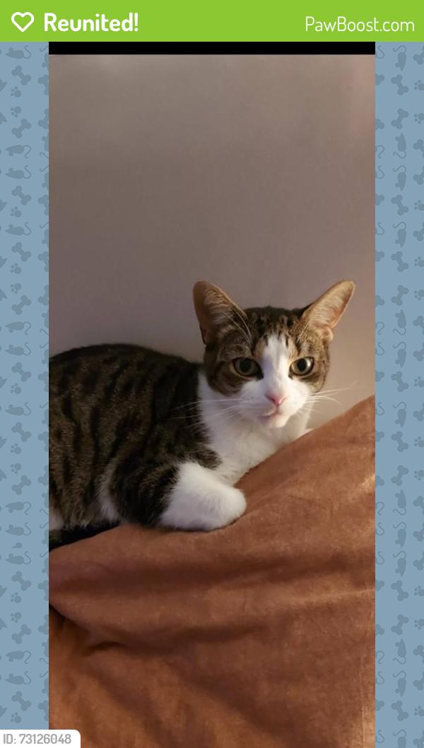Reunited Male Cat last seen Morley road chaddesden, Chaddesden, England 