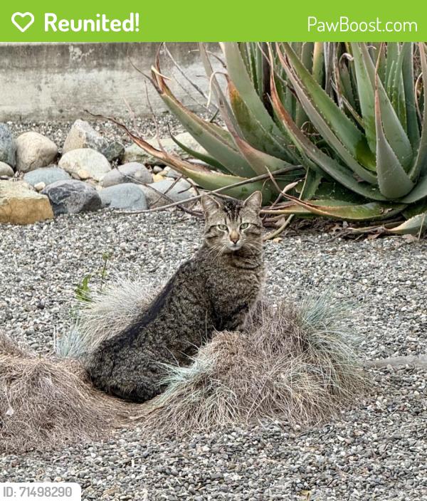 Reunited Unknown Cat last seen Souza Circle, Sacramento, CA 95831