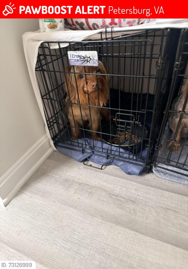 Lost Male Dog last seen W Wythe and Washington St, Petersburg, VA 23803