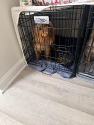 Lost Male Dog last seen W Wythe and Washington St, Petersburg, VA 23803