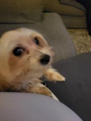 Lost Male Dog last seen Evangeline Street Chalmette, Louisiana, Chalmette, LA 70043