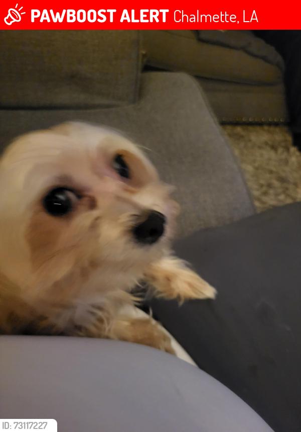 Lost Male Dog last seen Evangeline Street Chalmette, Louisiana, Chalmette, LA 70043
