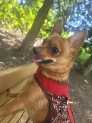 Lost Female Dog last seen Mount Adams Avenue Southwest, Boardman, OR 97818