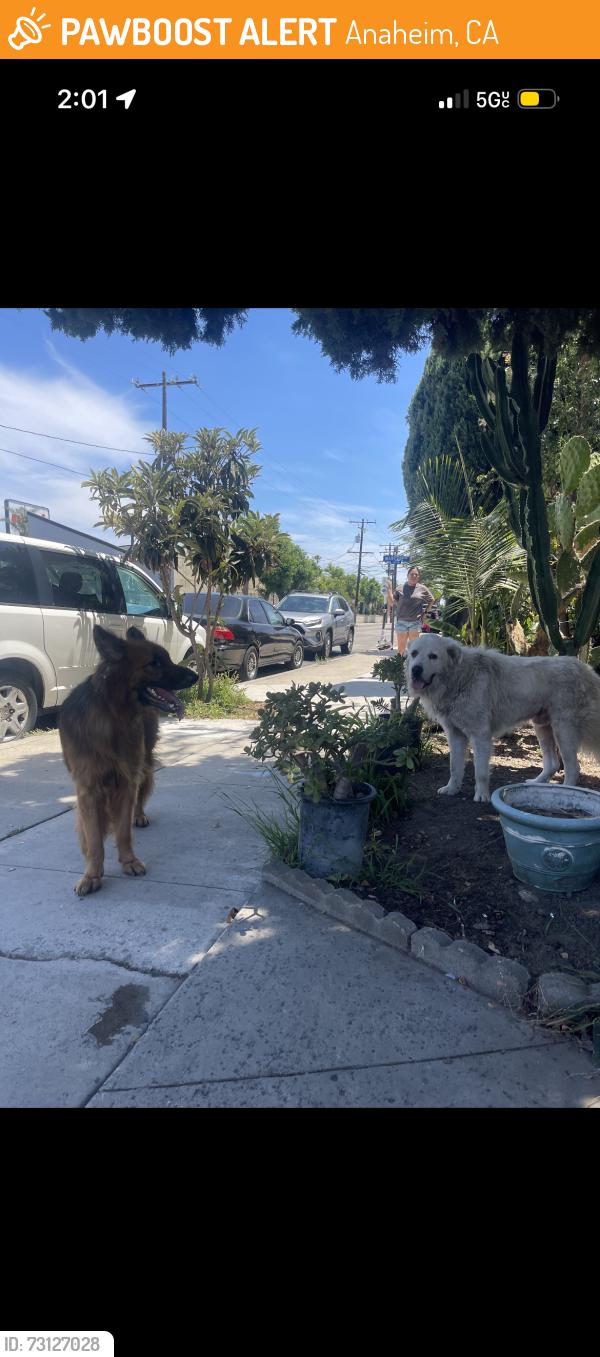 Found/Stray Unknown Dog last seen Anaheim blvd Ball rd harbor blvd, Anaheim, CA 92805