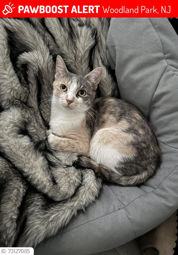 Lost Female Cat last seen McBride, Woodland Park, NJ 07512