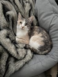 Lost Female Cat last seen McBride, Woodland Park, NJ 07512