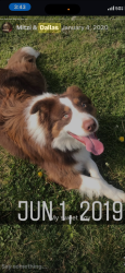 Reunited Male Dog last seen Near Valerio Ct, Bakersfield, CA 93312, USA, Bakersfield, CA 93312