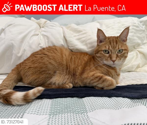 Lost Male Cat last seen Near maclaren st la puente ca 91744, La Puente, CA 91744