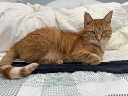 Lost Male Cat last seen Near maclaren st la puente ca 91744, La Puente, CA 91744