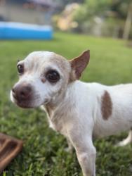 Lost Male Dog last seen Morning and mockingbird, Baytown, TX 77520