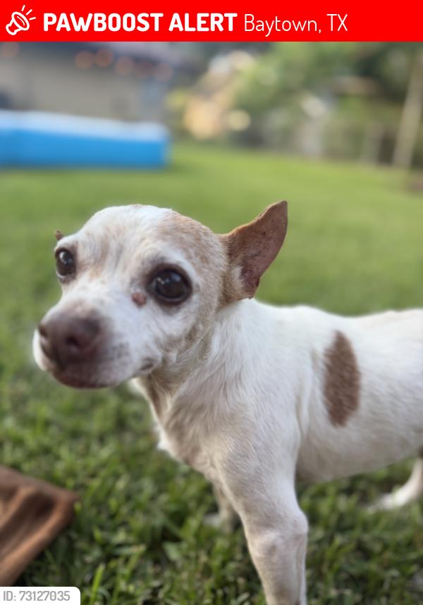 Lost Male Dog last seen Morning and mockingbird, Baytown, TX 77520