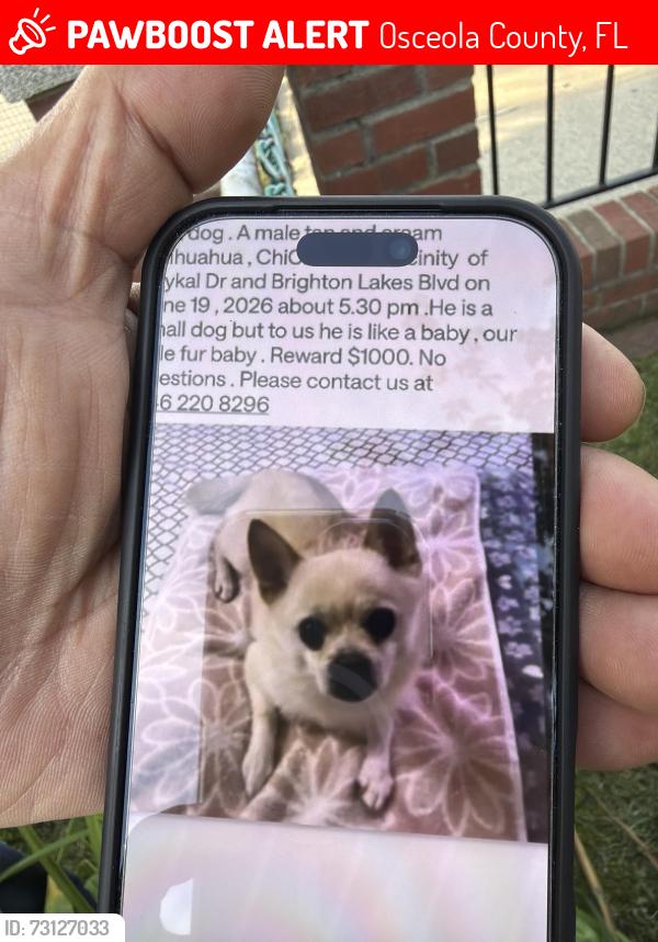 Lost Male Dog last seen Brighton lakes and Baykal drive, Osceola County, FL 34746