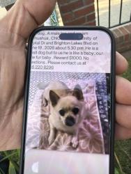 Lost Male Dog last seen Brighton lakes and Baykal drive, Osceola County, FL 34746