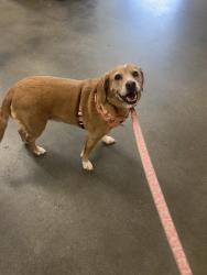 Reunited Female Dog last seen Near Sherwood Forest RD, Chesapeake, VA 23322