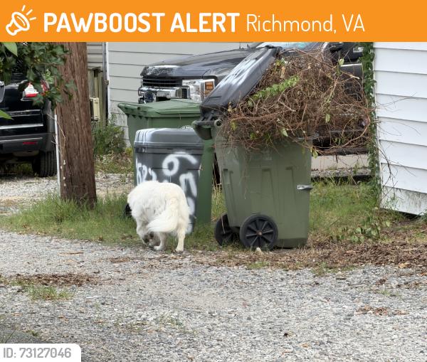 Found/Stray Unknown Dog last seen Alley, Richmond, VA 23226