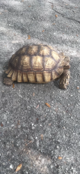 Found/Stray Female Reptile last seen North Miami, North Miami, FL 33161