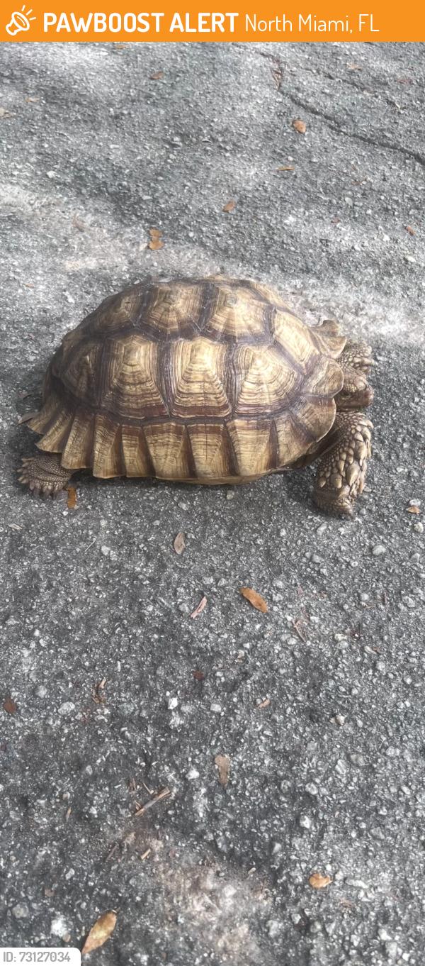 Found/Stray Female Reptile last seen North Miami, North Miami, FL 33161