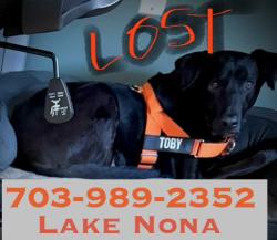 Reunited Male Dog last seen Dowden Rd and narcoossee, Orlando, FL 32832