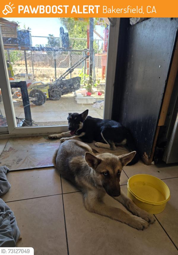 Found/Stray Female Dog last seen Akers rd and white lane, Bakersfield, CA 93309