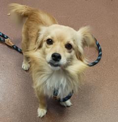 Shelter Stray Male Dog last seen Near Sally Way, OAKLAND, CA, 94621, 8323 Baldwin St, Oakland, CA 94621, USA