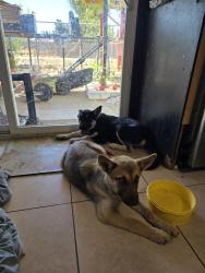 Found/Stray Female Dog last seen Akers rd and white lane, Bakersfield, CA 93309