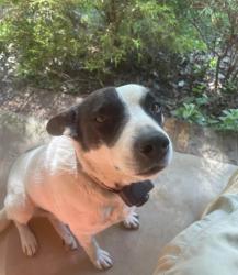 Lost Male Dog last seen Gimlet Rd and N Beechwood Dr, Lawrence County, TN 38464