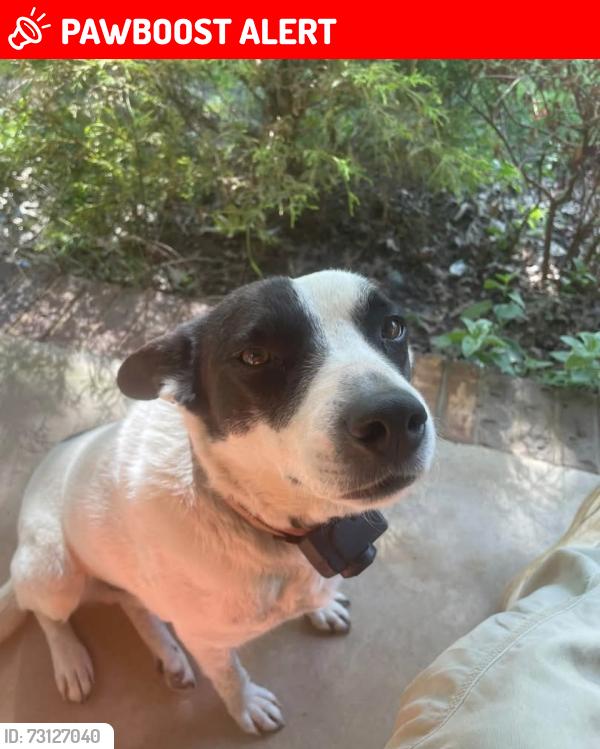 Lost Male Dog last seen Gimlet Rd and N Beechwood Dr, Lawrence County, TN 38464