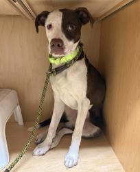 Shelter Stray Male Dog last seen NE Glisan and NE 118th, OR, 1700 W Historic Columbia River Hwy, Troutdale, OR 97060, USA