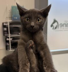 Shelter Stray Male Cat last seen Near Woden Street, San Diego, CA, 92113, 5500 Gaines St, San Diego, CA 92110, USA