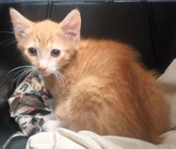 Shelter Stray Male Cat last seen Near Beta Street, San Diego, CA, 92113, El Cajon, CA 92020, USA
