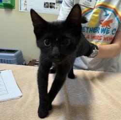 Shelter Stray Female Cat last seen Near Crestline Drive, Oceanside, CA, 92054, Oceanside, CA 92058, USA