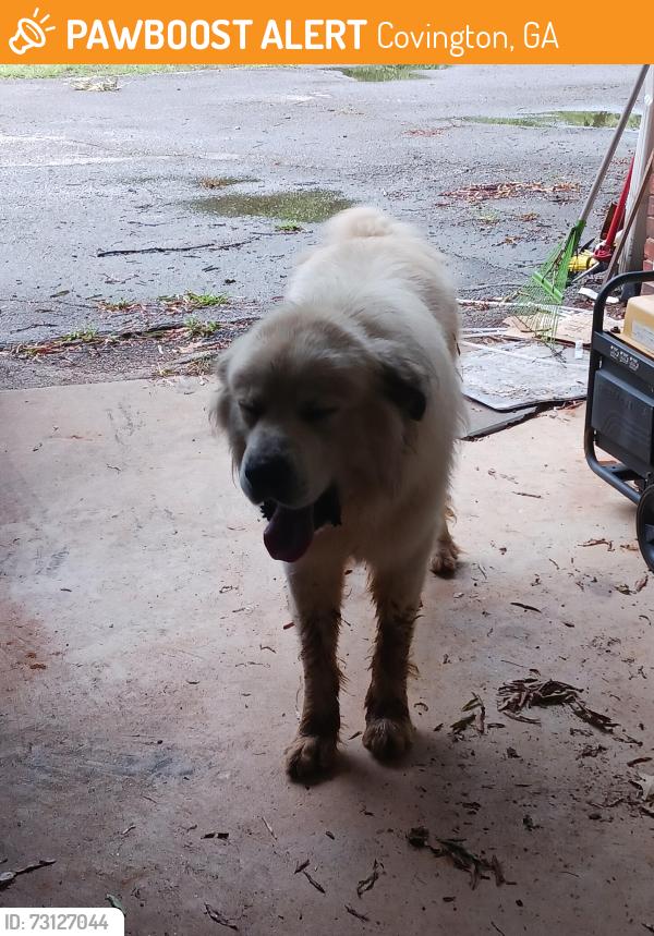 Found/Stray Unknown Dog last seen Hwy 36, Covington, GA 30014
