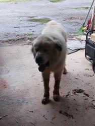 Found/Stray Unknown Dog last seen Hwy 36, Covington, GA 30014