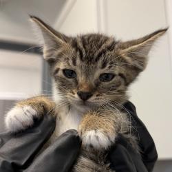 Shelter Stray Male Cat last seen Near Gross Street, San Diego, CA, 92139, 5500 Gaines St, San Diego, CA 92110, USA