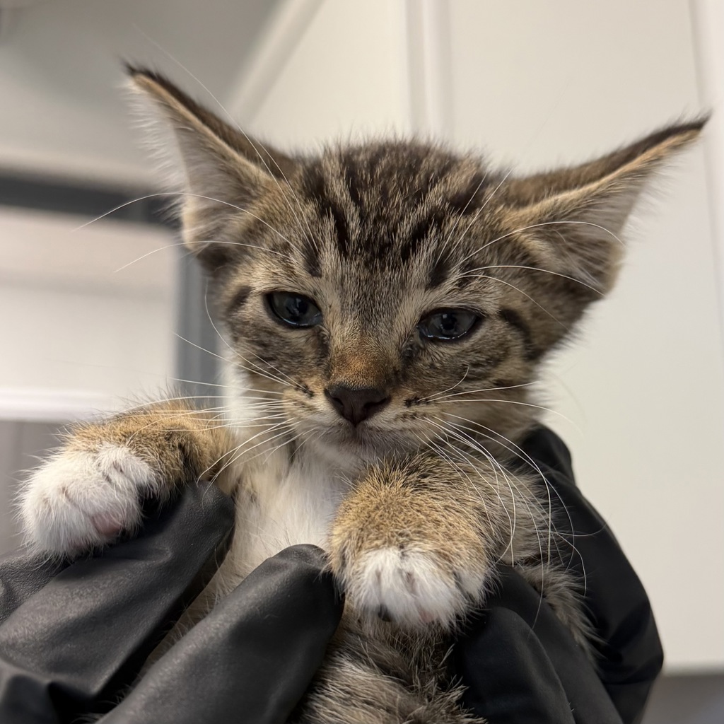 Shelter Stray Male Cat last seen Near Gross Street, San Diego, CA, 92139, 5500 Gaines St, San Diego, CA 92110, USA