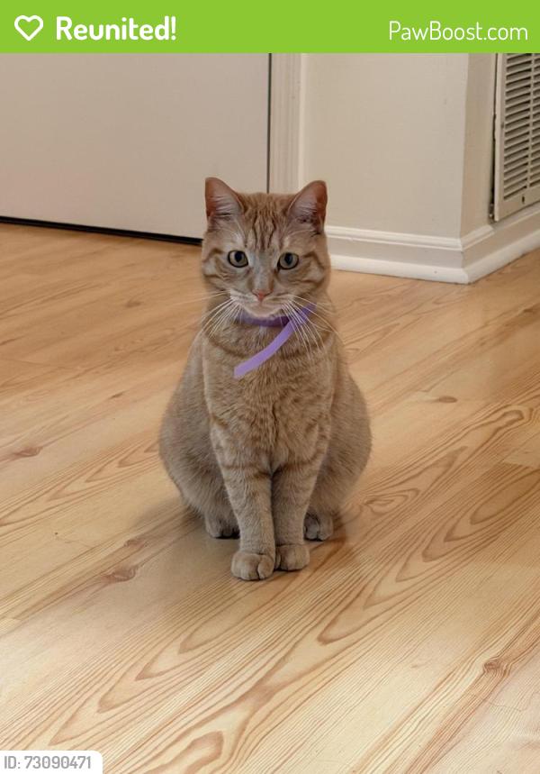 Reunited Female Cat last seen Hillside ave by route 22, Hillside, NJ 07205
