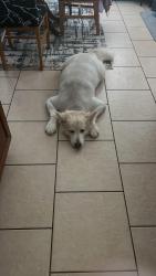 Reunited Male Dog last seen Alvin Dr, Killeen, TX 76542