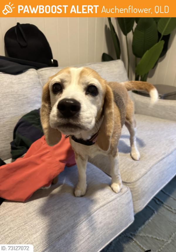 Found/Stray Female Dog last seen Peach Cafe, Auchenflower, QLD 