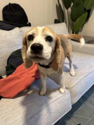 Found/Stray Female Dog last seen Peach Cafe, Auchenflower, QLD 